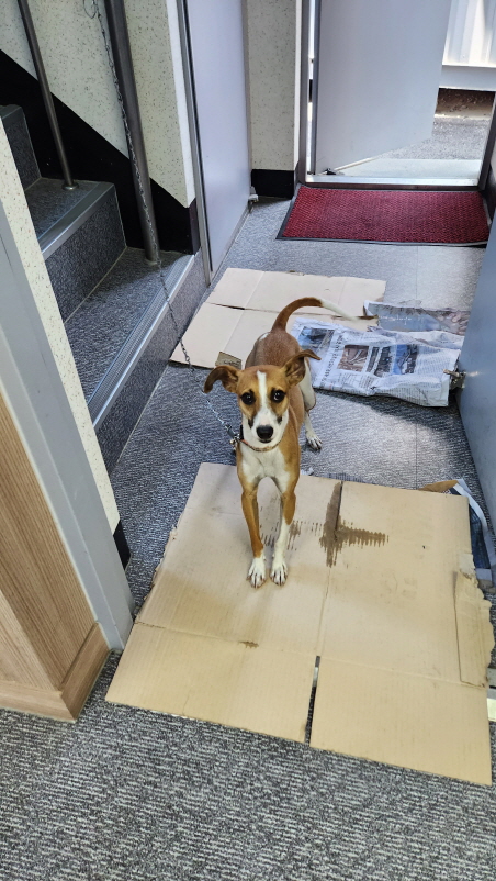 익산유기동물보호소_445468202301301