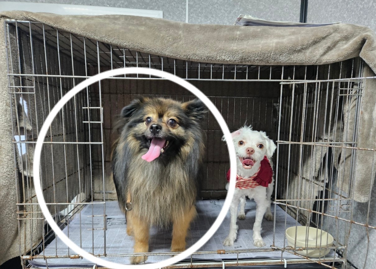 창원유기동물보호소_448567202300889