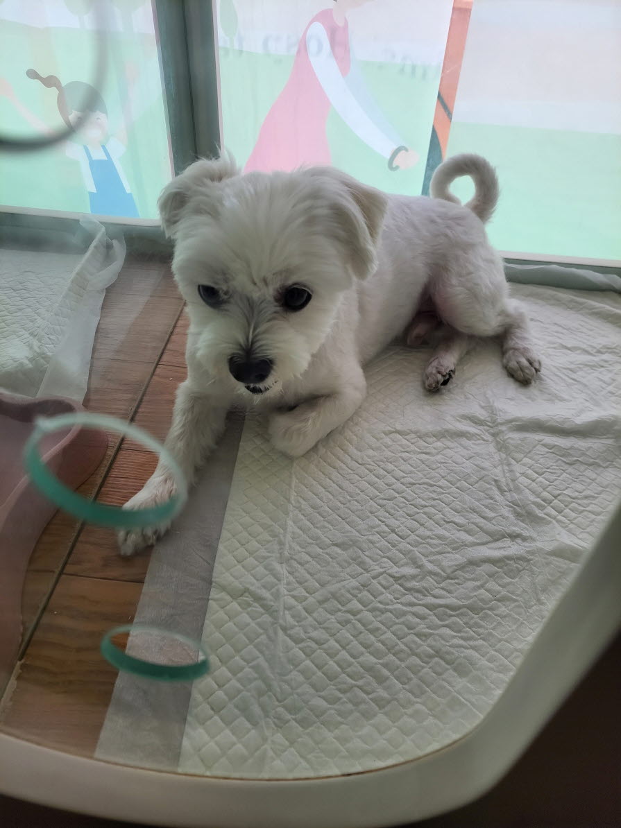 둔촌동물병원_411324202300373