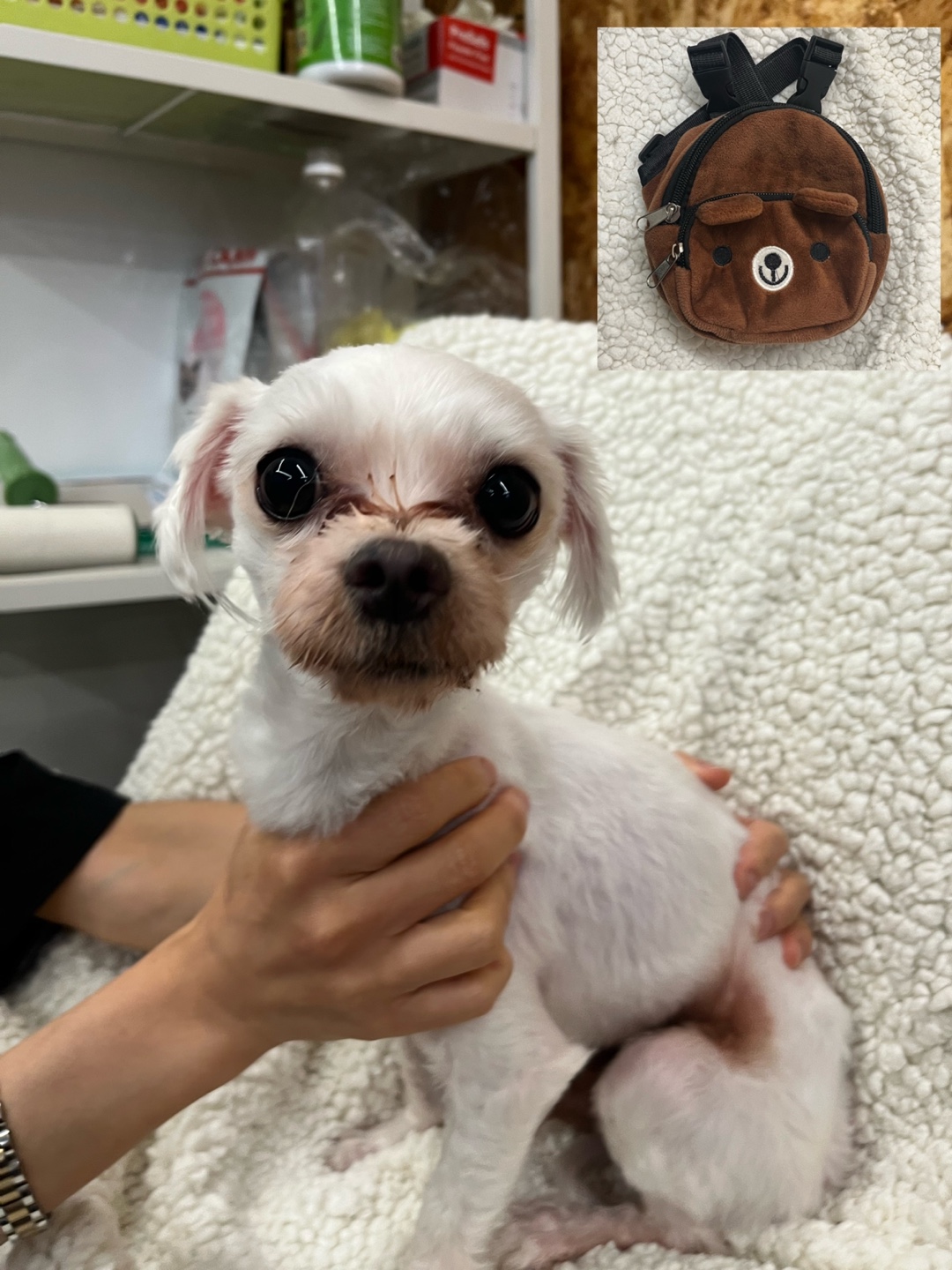 24시아이동물메디컬_441386202300771