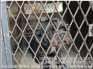 대전동물보호센터_430366202300371