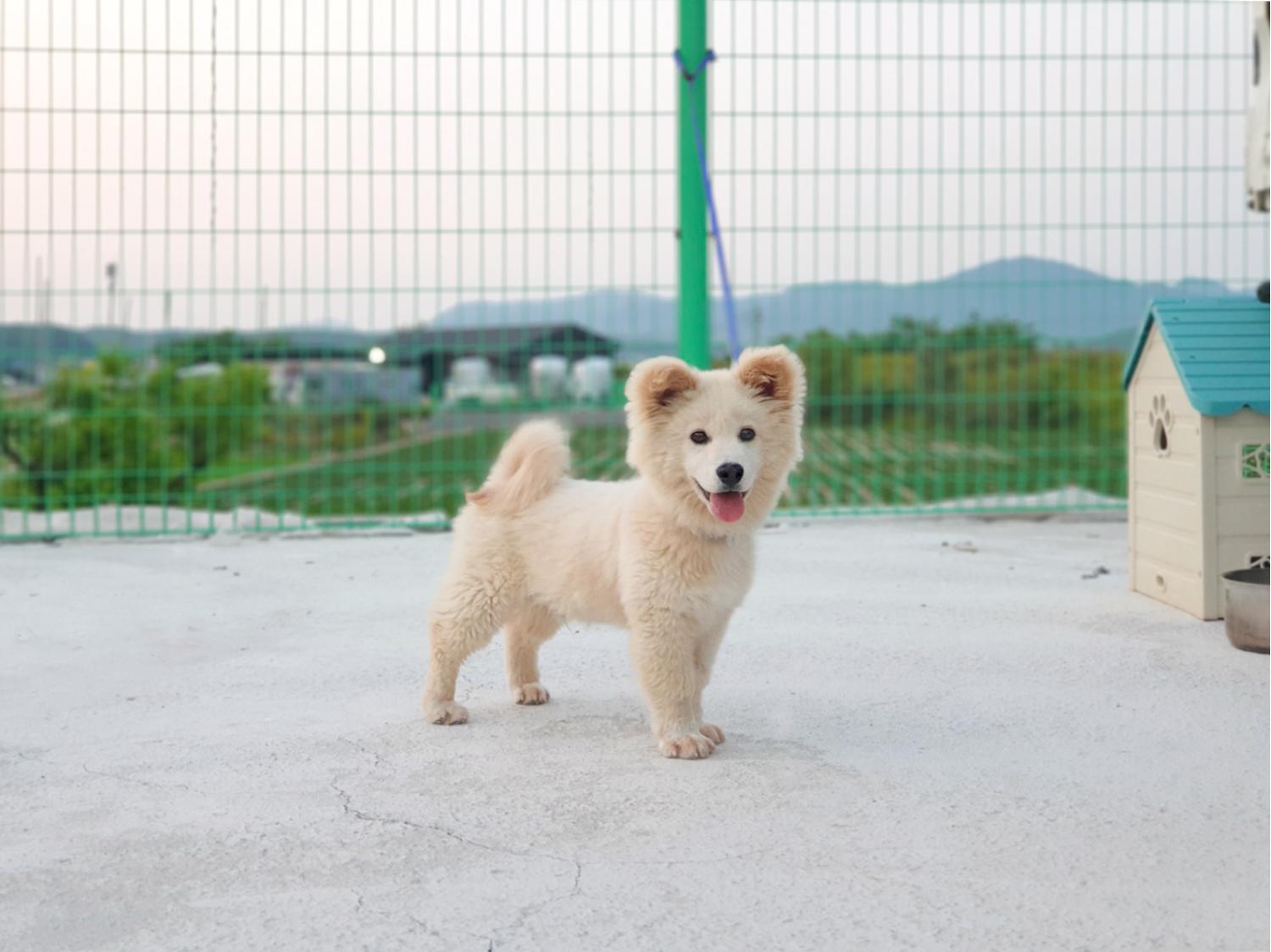 위더스 동물보호센터_441570202300321