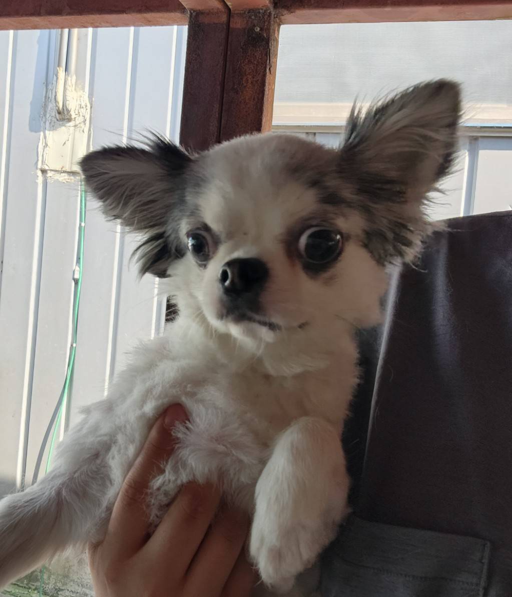 한국야생동물보호협회_441393202301094