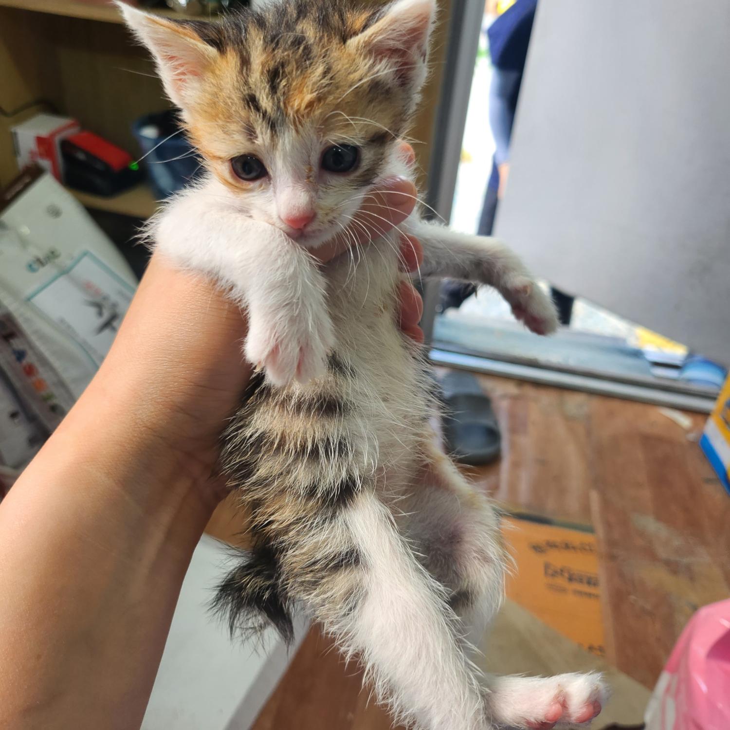울산유기동물보호센터_431369202300429