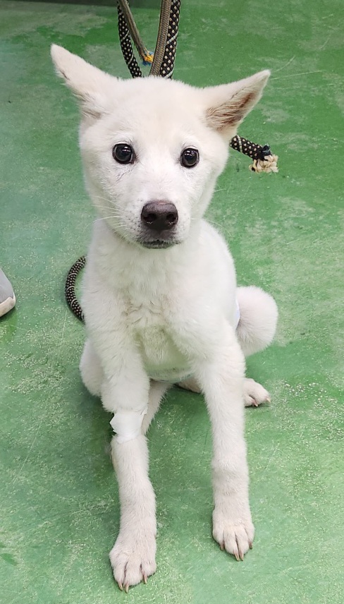 제천시 동물보호센터_443440202300224