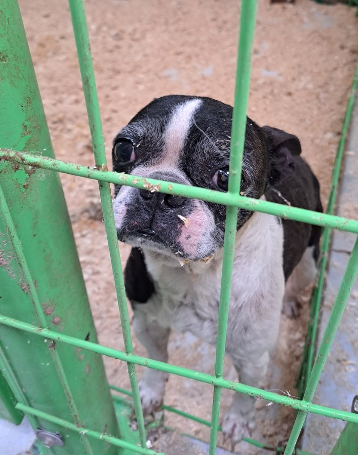 울산유기동물보호센터_431373202300618