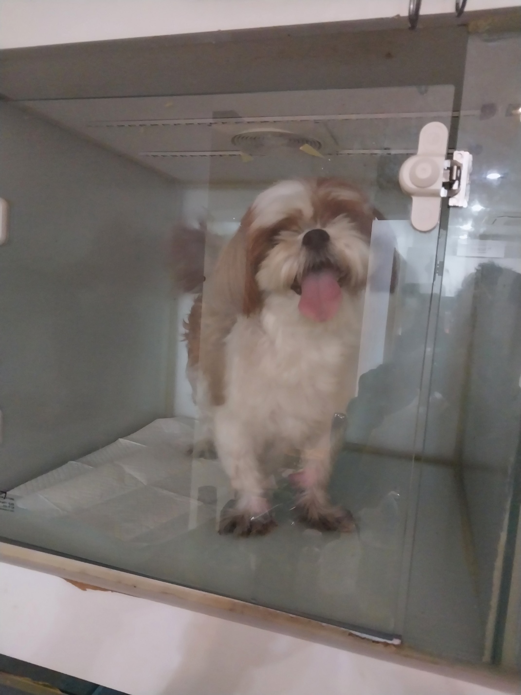 예스동물병원_427346202300709