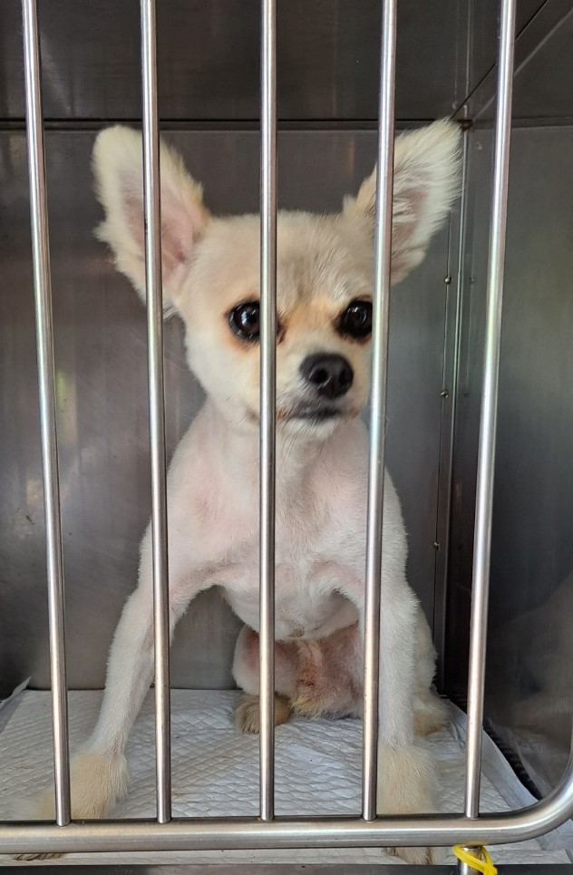 울산유기동물보호센터_431373202300621