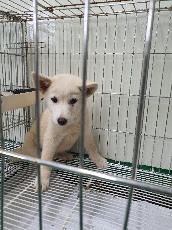공주시 동물보호소_444450202300409