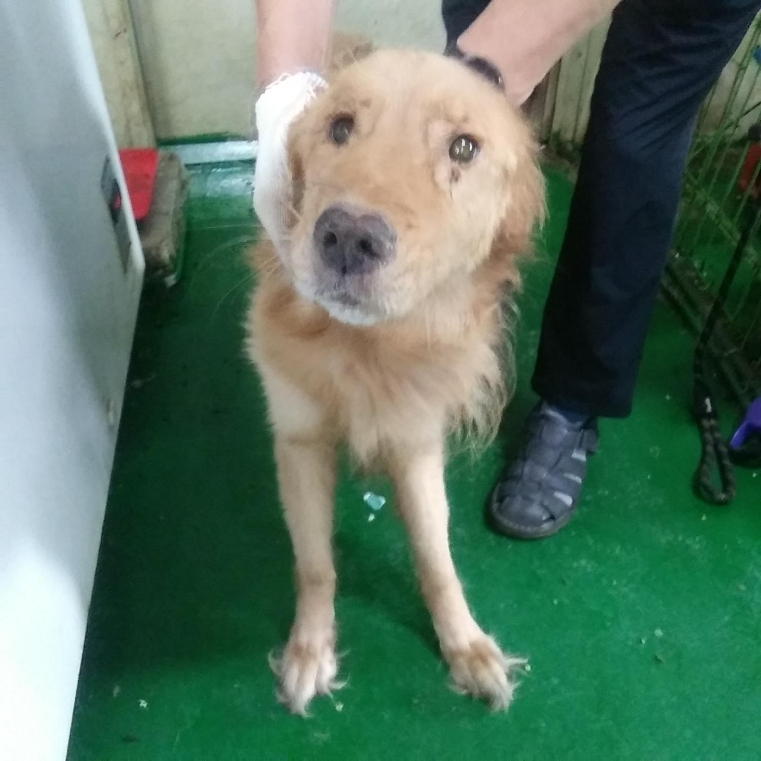 인천광역시수의사회_428353202300775