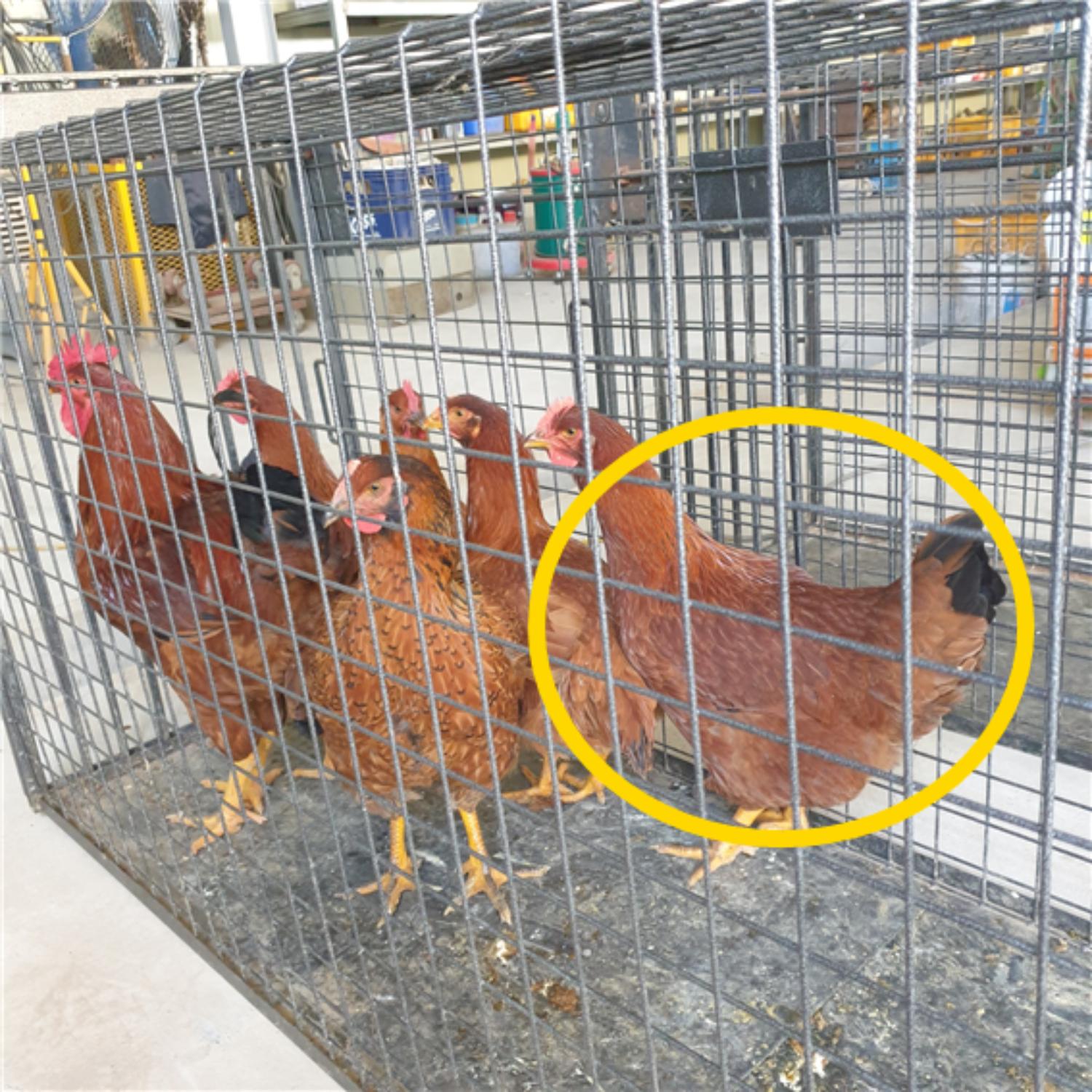 남양동물보호센터_441553202301888