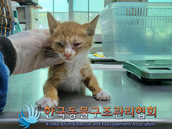 한국동물구조관리협회_411304202300398