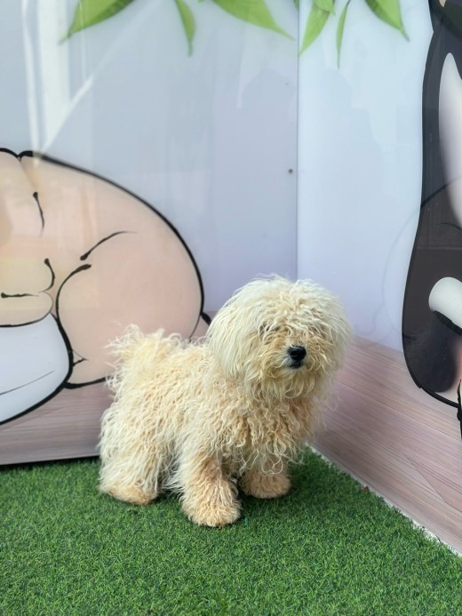 양평군유기동물보호소_441417202300558