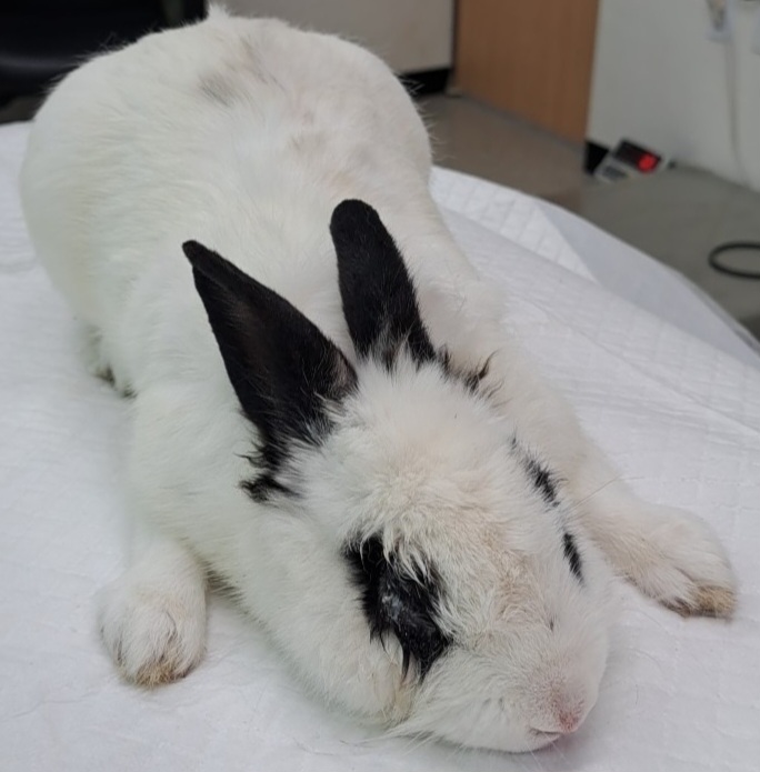 수원시 동물보호센터_441374202300618