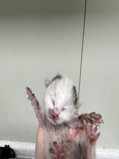 누리동물병원_426330202300175