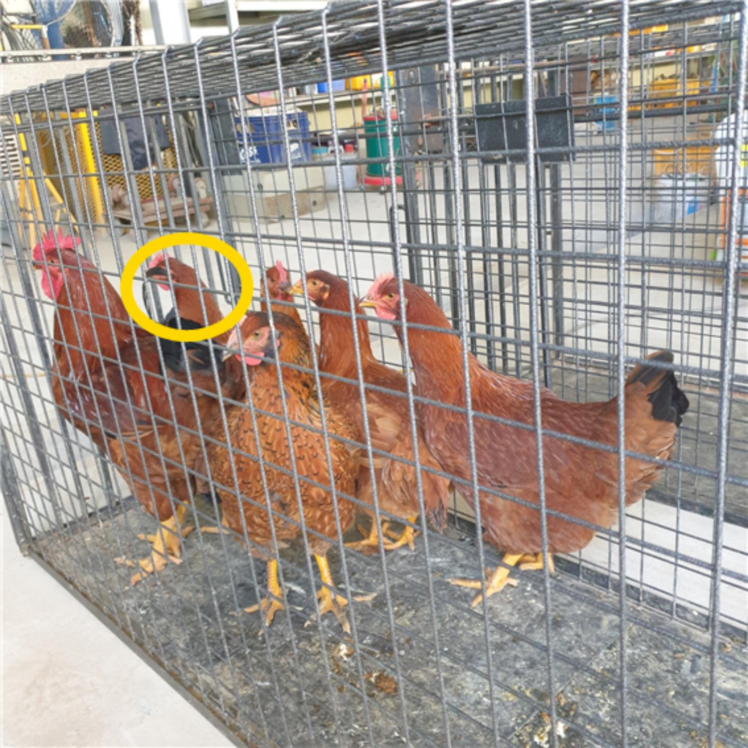 남양동물보호센터_441553202301892