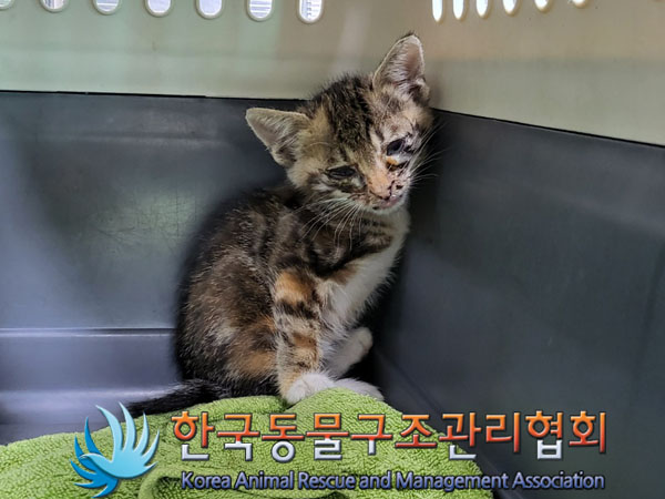 한국동물구조관리협회_411322202300393