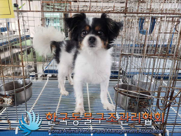한국동물구조관리협회_441409202300974
