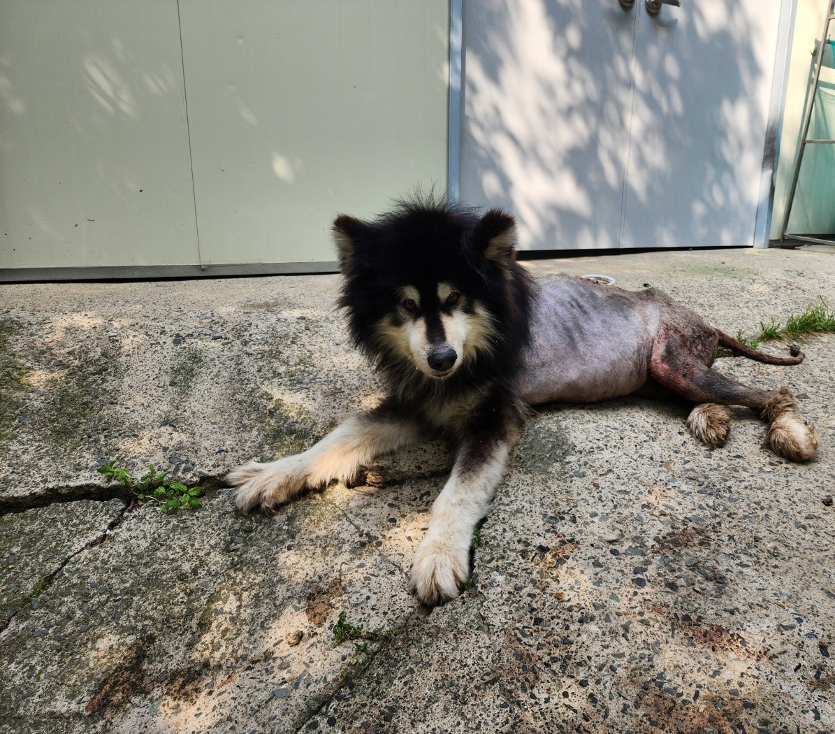 경산시유기동물보호소_447513202300802