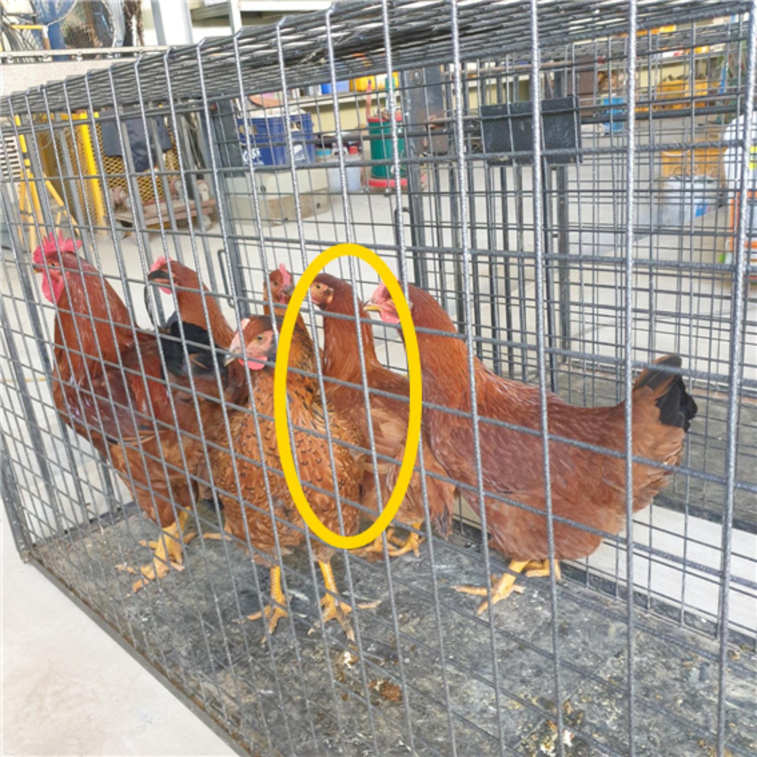 남양동물보호센터_441553202301890