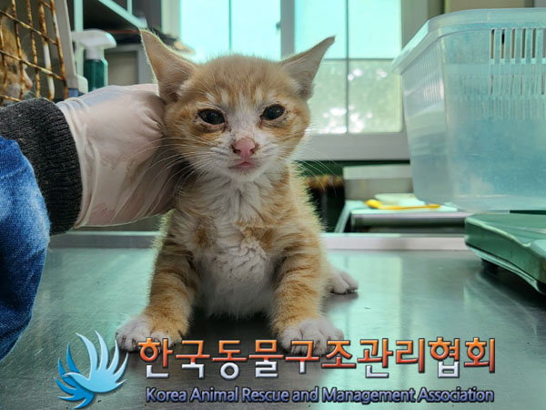 한국동물구조관리협회_411304202300399
