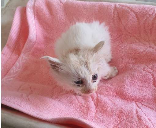 김천시 동물보호센터_447506202300186