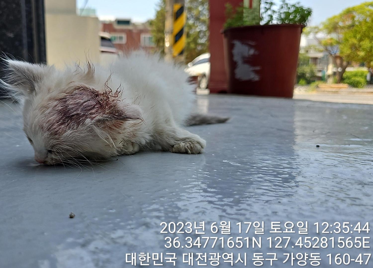 대전동물보호센터_430364202300200