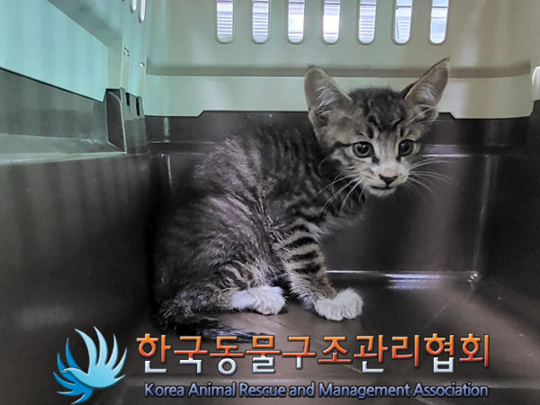 한국동물구조관리협회_411323202300600
