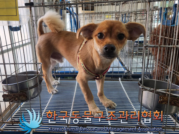 한국동물구조관리협회_411303202300265