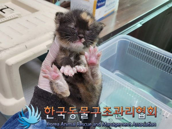 한국동물구조관리협회_411303202300266