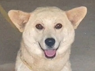 상주시 동물보호센터_447511202300607