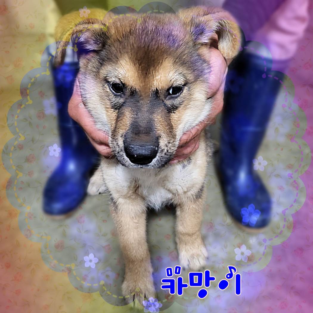 군산유기동물보호센터_445467202301080