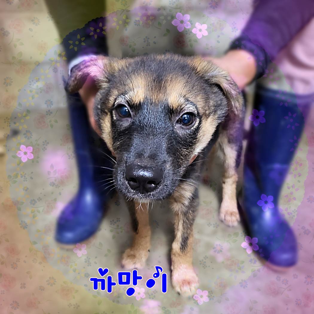 군산유기동물보호센터_445467202301079