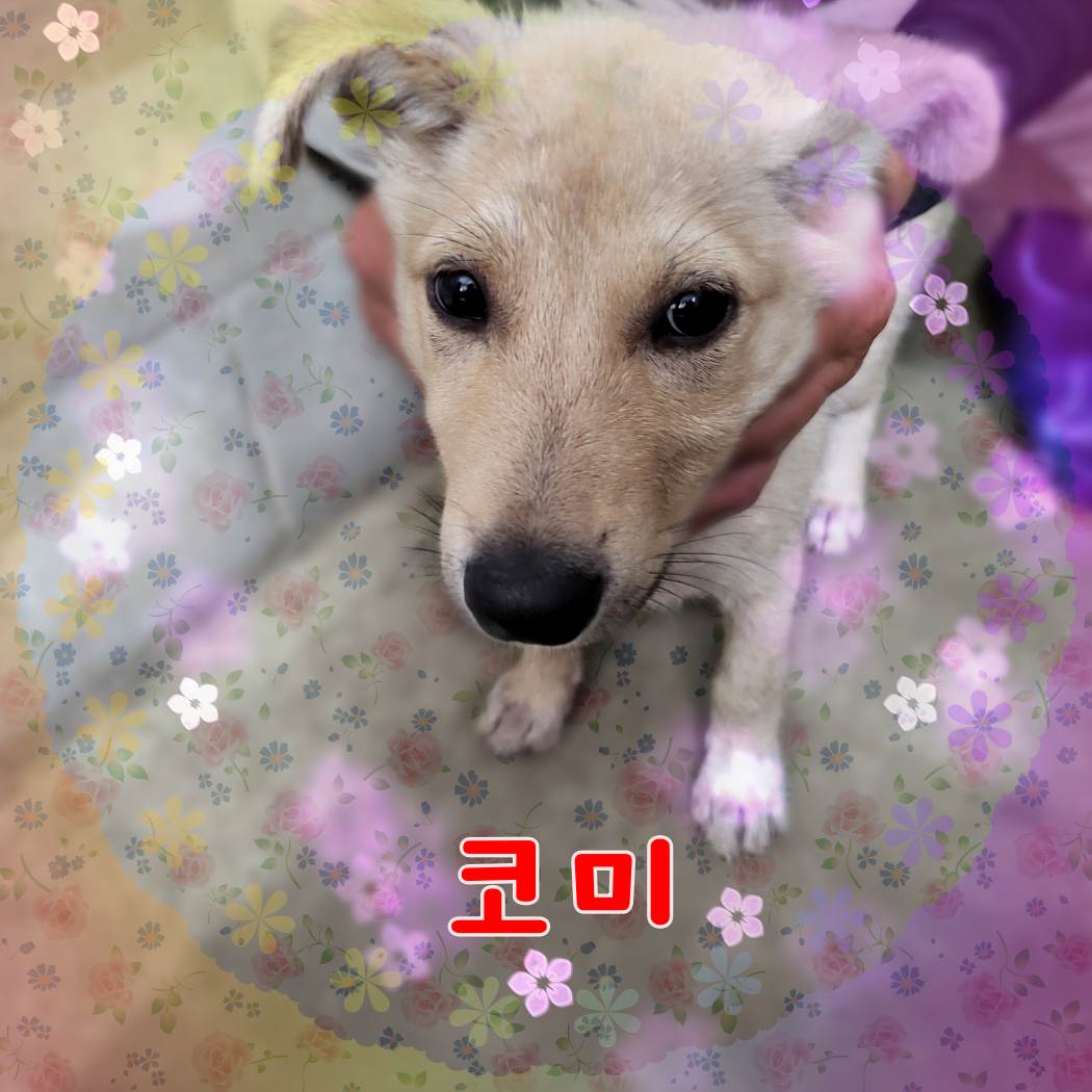 군산유기동물보호센터_445467202301082