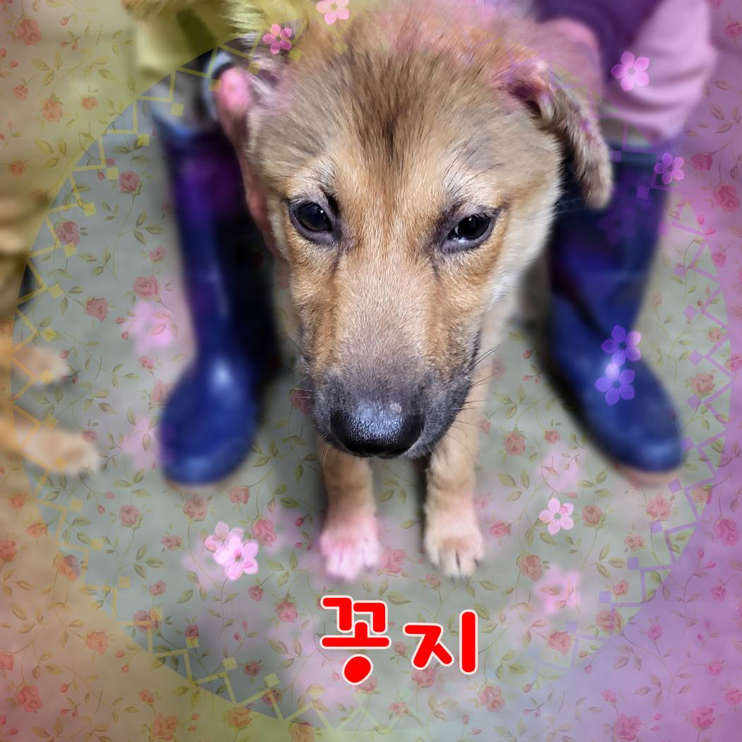 군산유기동물보호센터_445467202301083