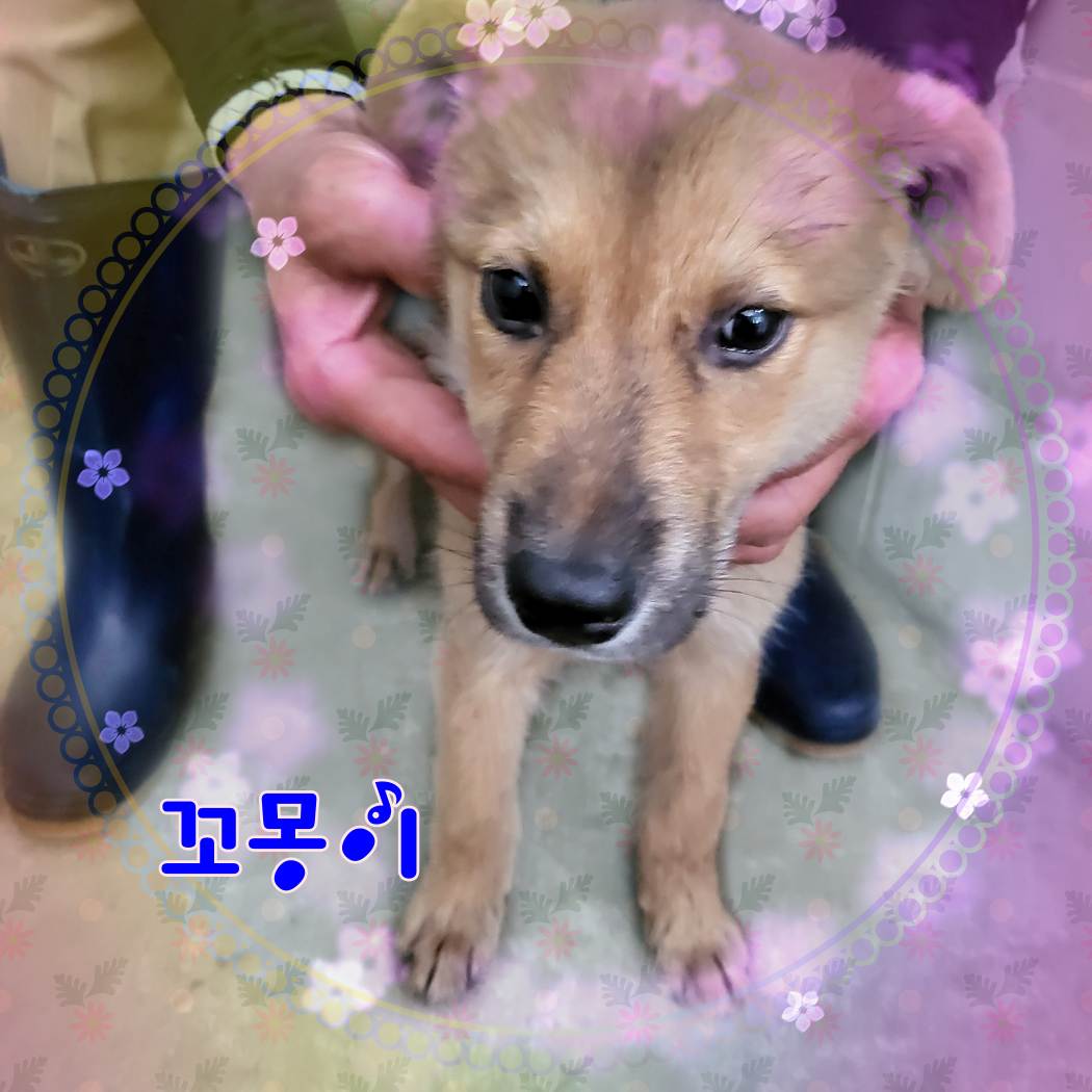 군산유기동물보호센터_445467202301081