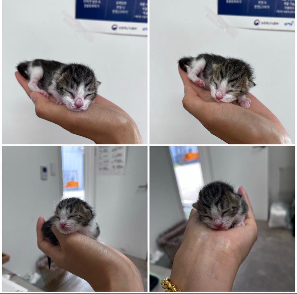천안시유기동물보호소_444449202301449
