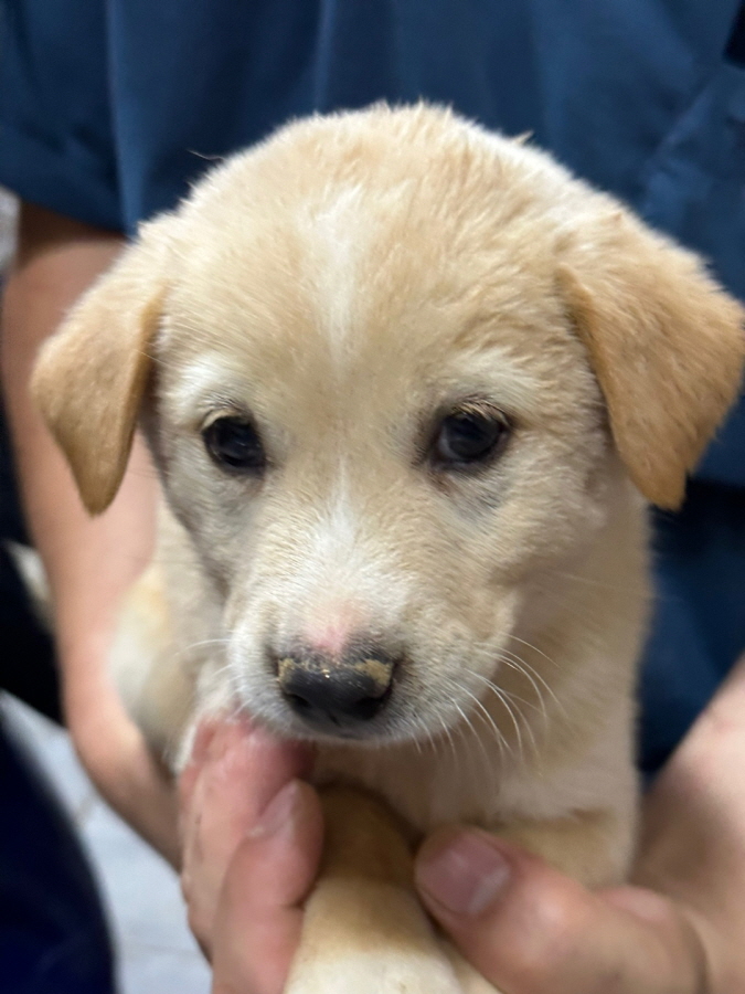 이성준동물병원_441408202300687