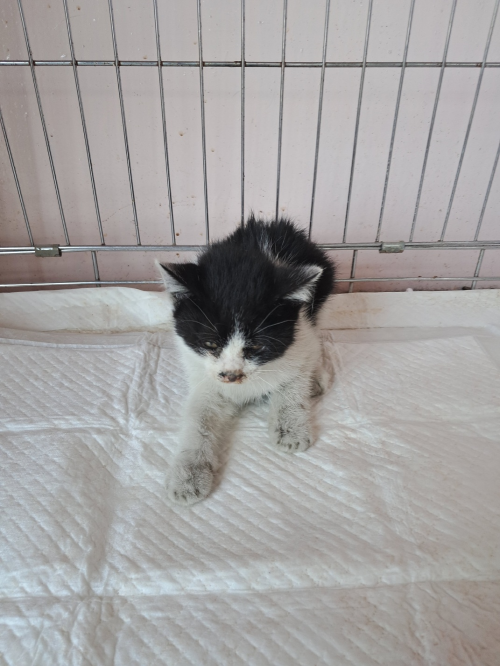 유기동물및관리협회_448535202300782
