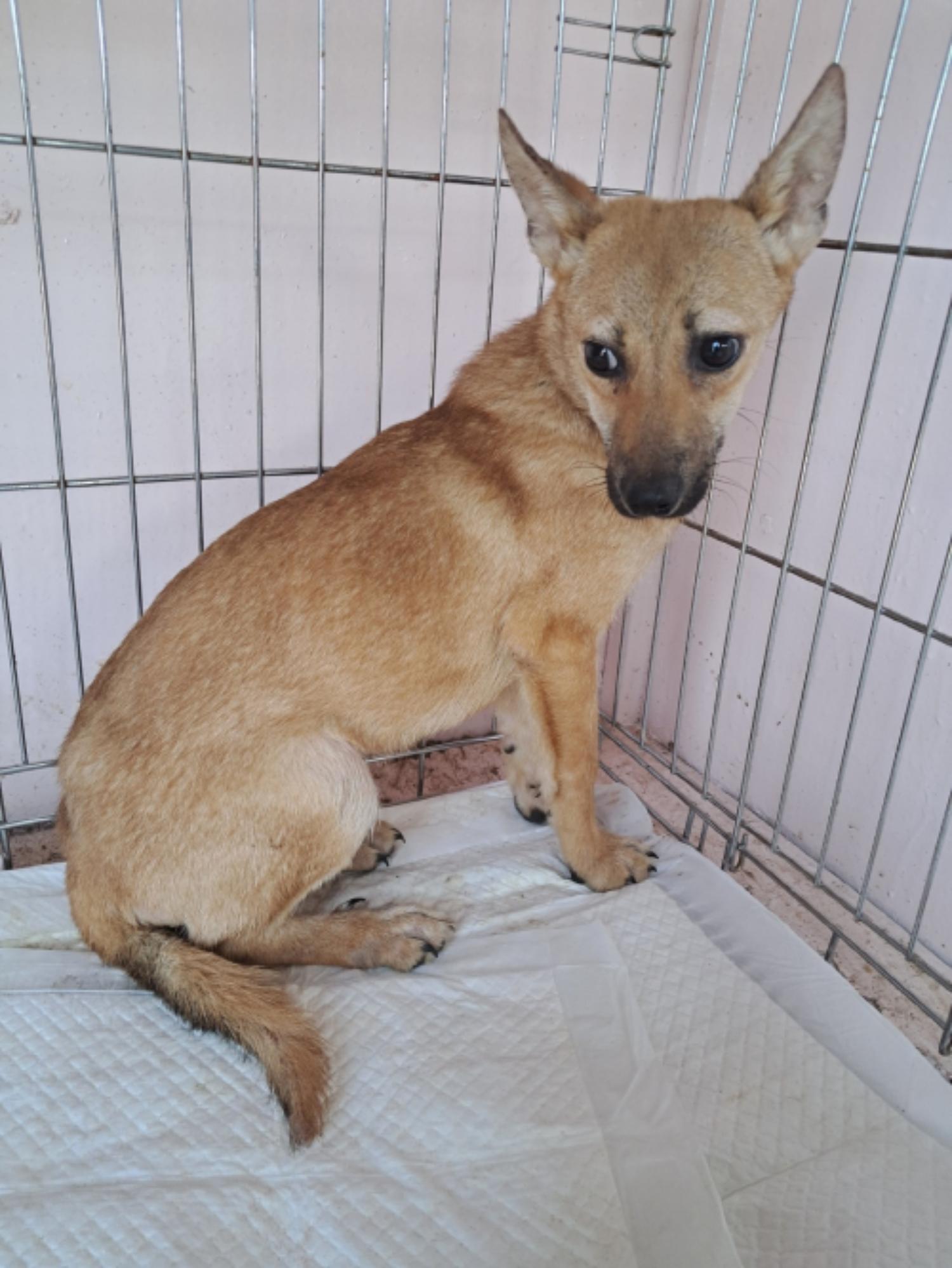 유기동물및관리협회_448535202300784