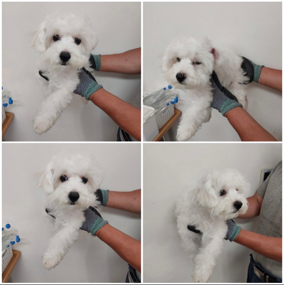천안시유기동물보호소_444449202301448