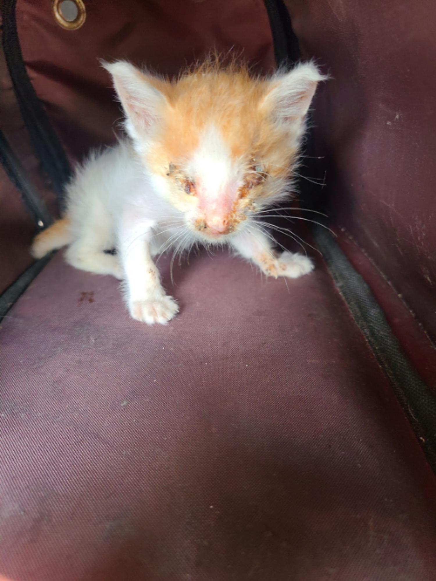 유기동물및관리협회_448535202300789