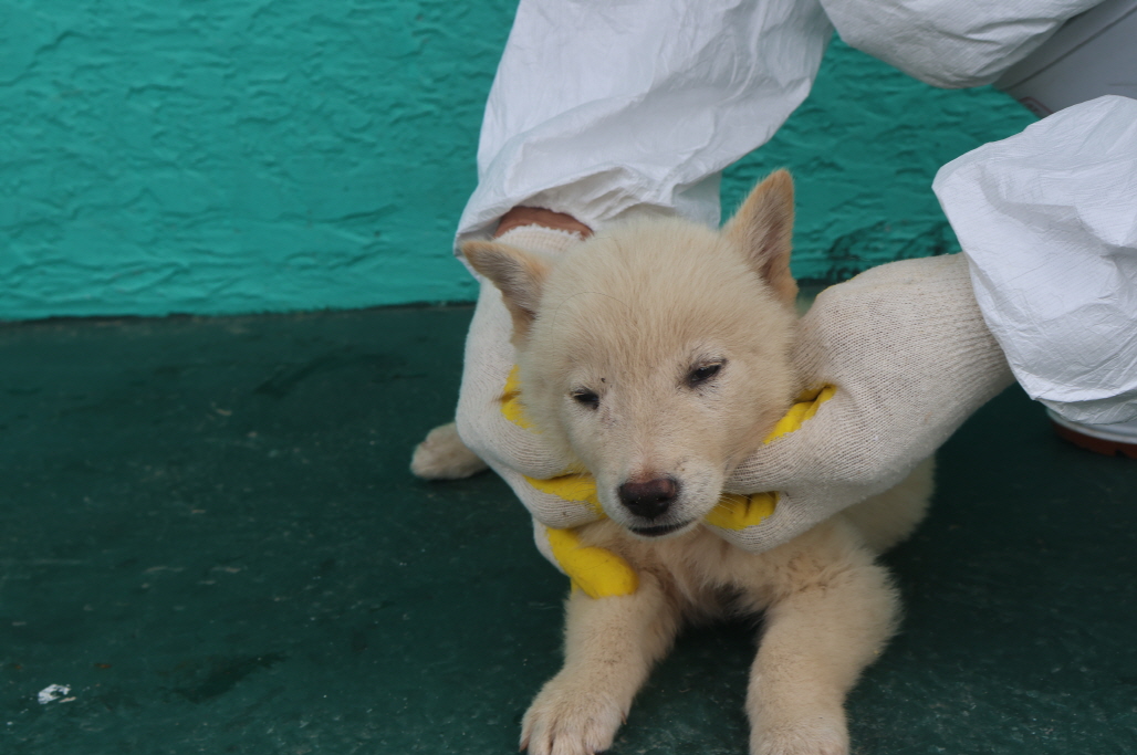 제주 동물보호센터_450650202302013