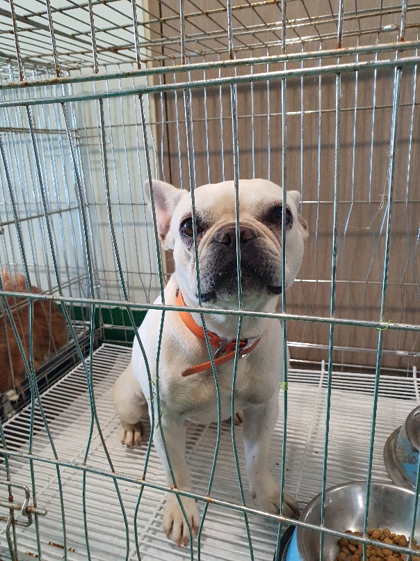 공주시 동물보호소_444450202300412