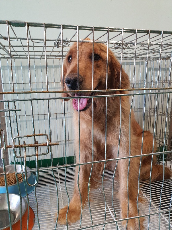 공주시 동물보호소_444450202300411