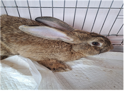 유기동물및관리협회_448535202300793