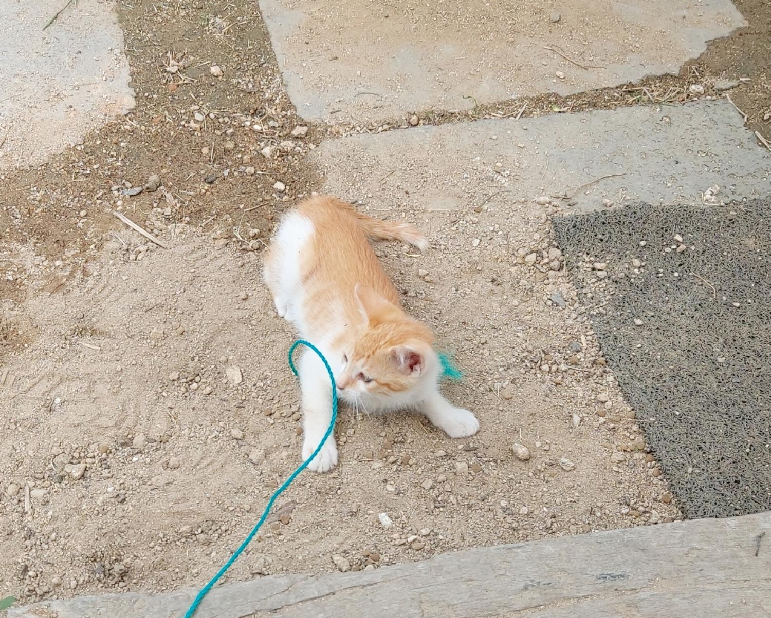월드동물병원_444455202300216