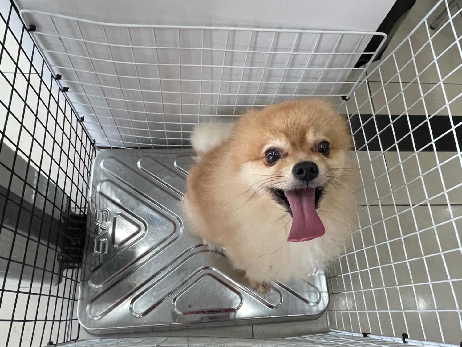 가정동물병원_428356202300978