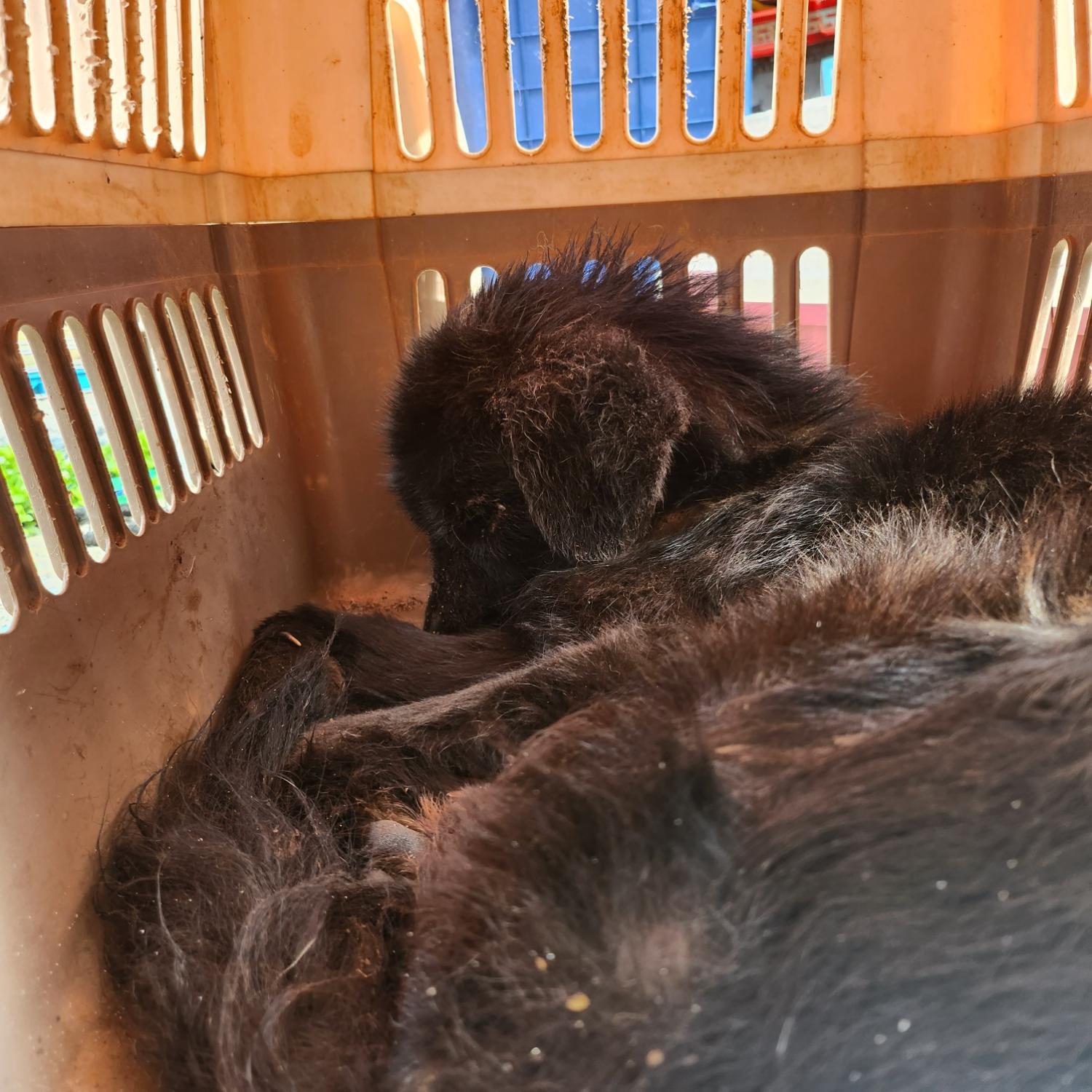 울산유기동물보호센터_431370202300554