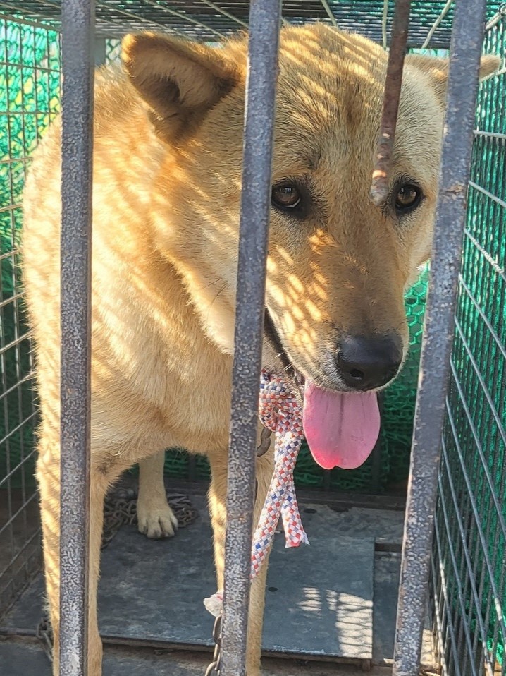 밀양시동물보호센터_448536202301383